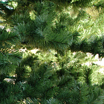 Елка Юнона 5,00м пленка, E1250L 