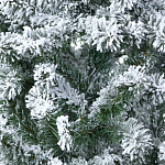 Елка Дакота 1,50м заснеженная