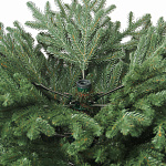 Елка Милана 2,20м